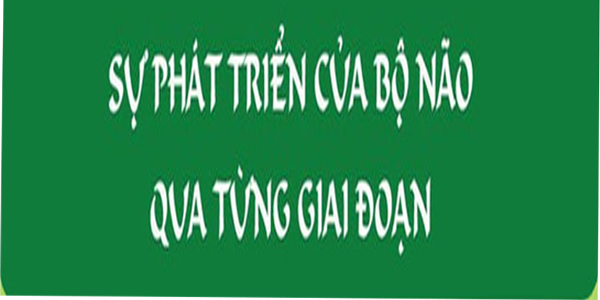 SỰ PHÁT TRIỂN CỦA NÃO BỘ QUA TỪNG GIAI ĐOẠN