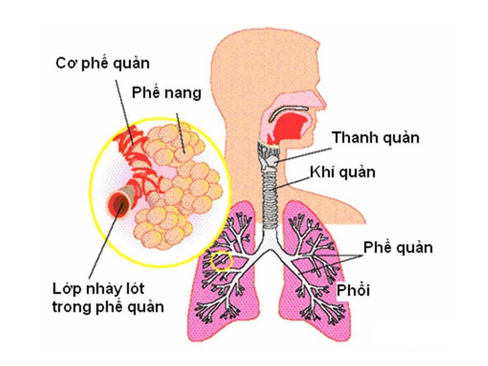 Thuốc từ cây thiên môn