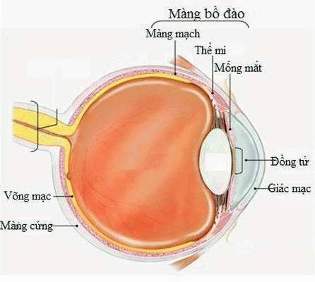 Nhận biết viêm màng bồ đào